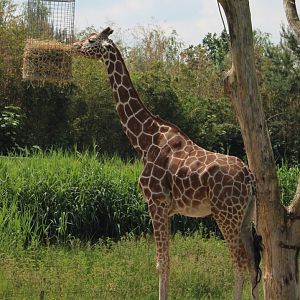 Feeding-place Giraffes