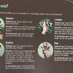 Sign Giraffes at ZooParc Overloon
