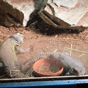 North African spiny-tailed lizards