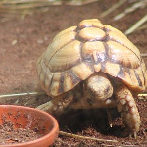 Egyptian tortoise