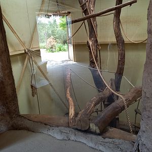 Indoor DeBrazza monkey enclosure