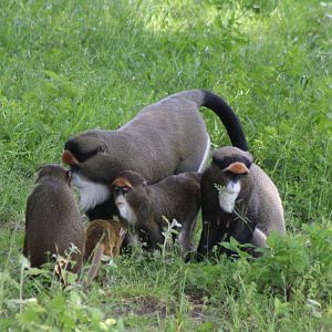 DeBrazza monkey family