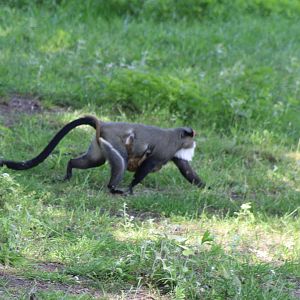 DeBrazza monkey's - mother and baby
