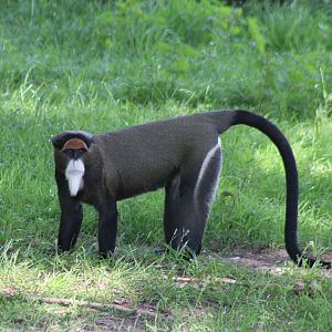DeBrazza monkey