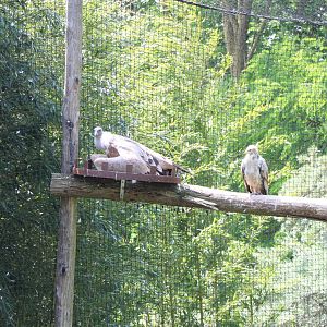 Griffon and Egyptian vulture