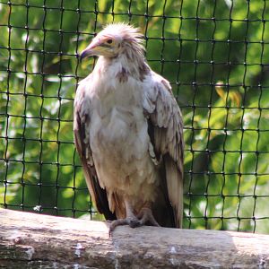 Egyptian vulture
