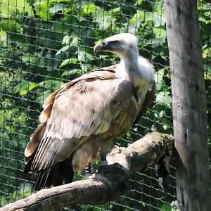 Griffon vulture