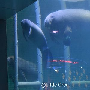 African manatee (Trichechus senegalensis)