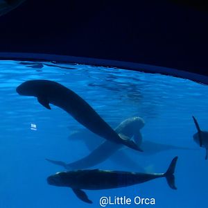 East Asian finless porpoise (Neophocaena asiaeorientalis sunameri)