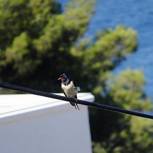 Barn swallow
