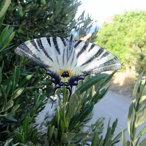 Scarce swallowtail?