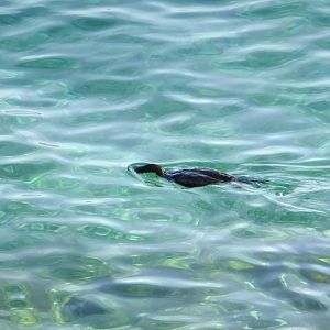 Greater cormorant in the sea