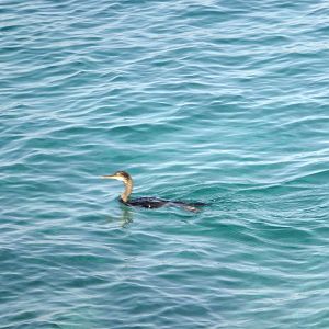 Greater cormorant