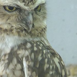 Burrowing owl portrait 1.