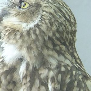 Burrowing owl portrait 2.