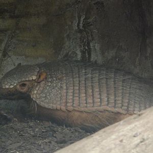 Big hairy armadillo