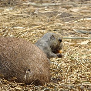 Prairie dog babies 1.