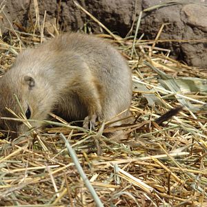Prairie dog babies 2.