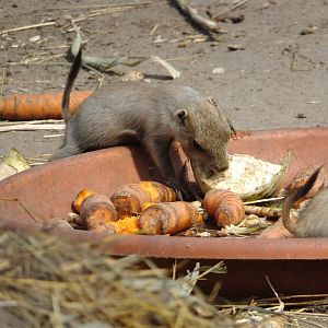Prairie dog babies 3.