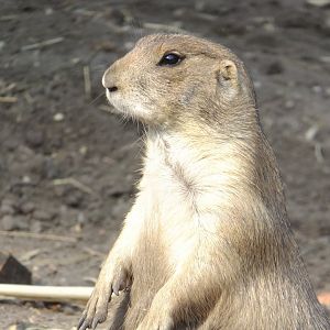 Prairie dog