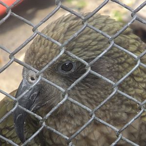 Kea