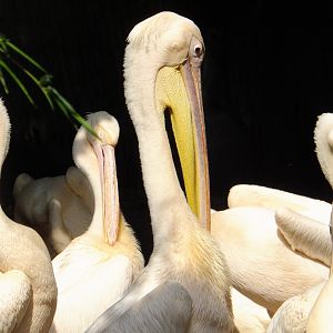 Everything counts in large amounts! (Great white pelicans)