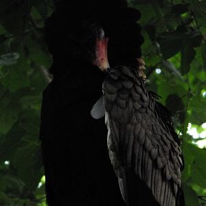 Bateleur