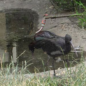 Glossy ibis