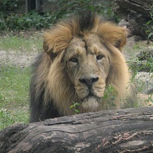 Asian lion named Basil