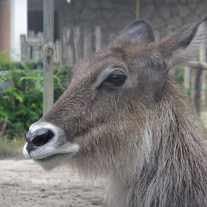 Defassa waterbuck portrait