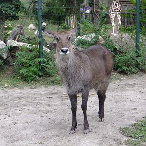 Defassa waterbuck