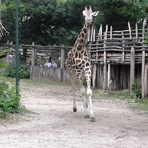 Rotschild's giraffe