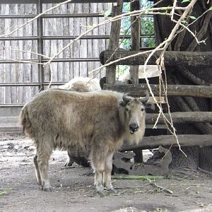 Female Golden takin