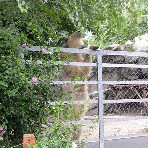 Janek stands on two legs 1.