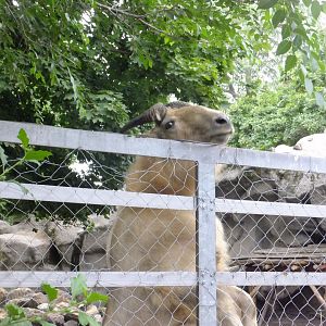 Janek stands on two legs 2.