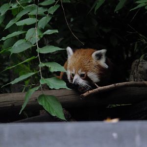 Red panda
