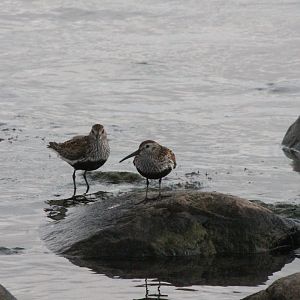 Dunlins