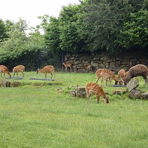 Western sitatunga