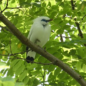 Rothschild's mynah