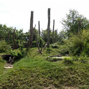 Sun bear outdoor enclosure