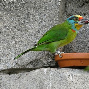 Black-browed barbet