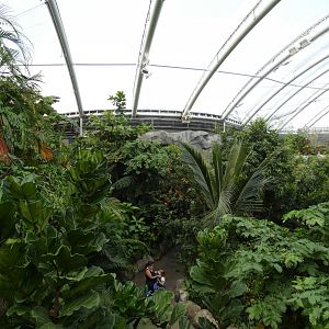 Monsoon forest walk-through area