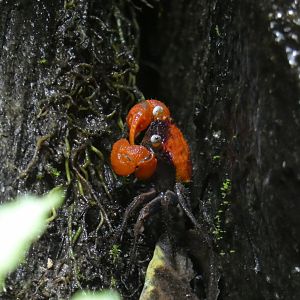 Vampire crab