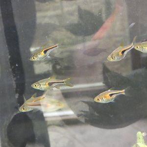 Glowlight rasbora