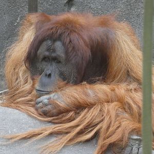 Sumatran orang-utan male