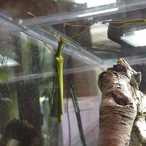 Four-spotted stick insect