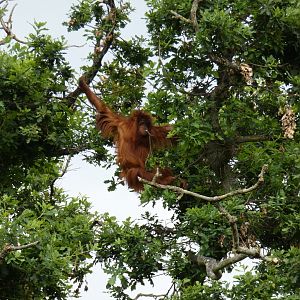 Sumatran orang-utan in tree