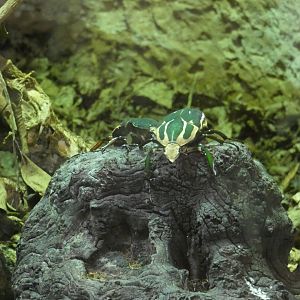 Ugandan flower beetle