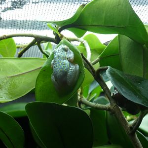 White-belly reed frog