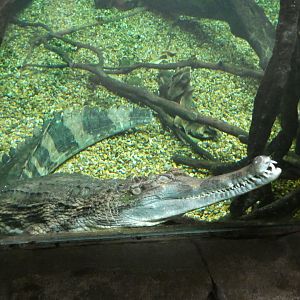 Tomistoma